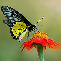 photo "Golden Birdwing..."
