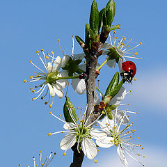 фото "Coccinella septempunctata"