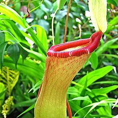 фото "Pitcher Plant Flower."