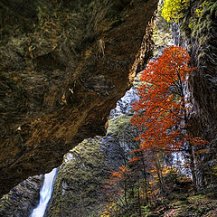 photo "A tree under rock"