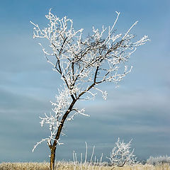photo "***"