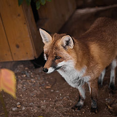 photo "Fox"