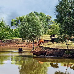 photo "Watering place"