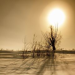 фото "Зимний полдень"