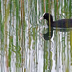 фото "Lake"