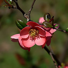 фото "Chaenomeles"