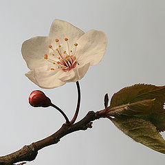 photo "Prunus cerasifera"