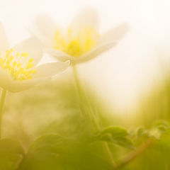 photo "anemones"