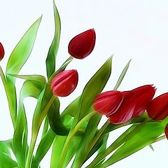 photo "spring  flowers"