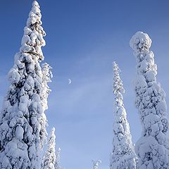 фото "Стражи луны."