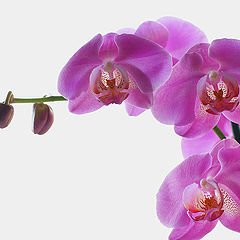 photo "Phalaenopsis"