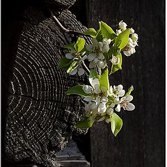 photo "flowering pear"