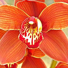 фото "Cymbidium Orchid."