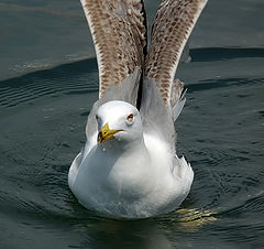 фото "Larus argentatus"