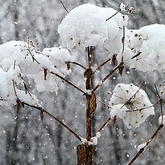 фото "Неожиданный апрельский снег"