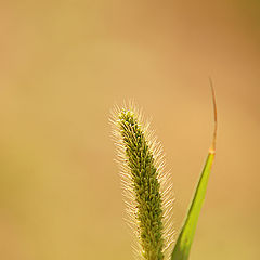 photo "+++"