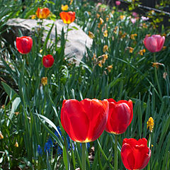 фото "Весна, солнце, тюльпаны"