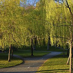 photo "spring paths"