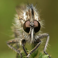 фото "Beards"