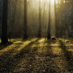 фото "Утро в весеннем лесу"