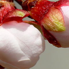 photo "Pink Snowballs"