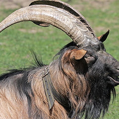 photo "I'm a goat and proud of it"