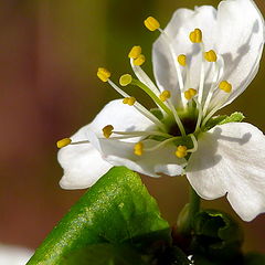 фото "Little White 2"