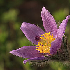 photo "Pulsatilla vulgaris"