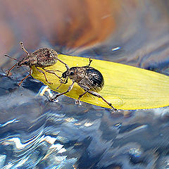 photo "макро долгоносики насекомые юмор"