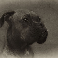 photo "Boxer"