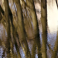 photo "Reflection for a Fall"