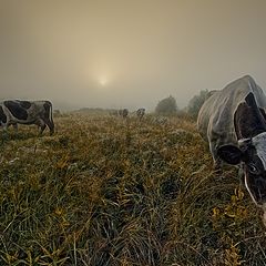 фото "За молоком"