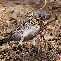 фото "Кто кого."