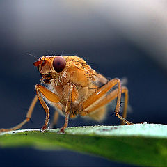 photo "макро муха насекомые"