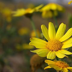 photo "Yellow"