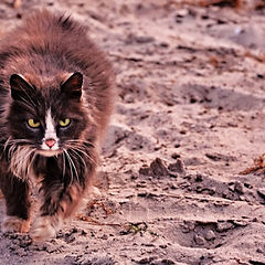 photo "March cat Desert"