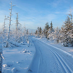 фото "По лыжному пути"