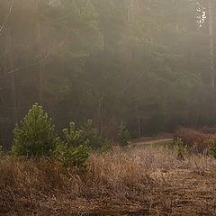 фото "Утро на опушке леса"