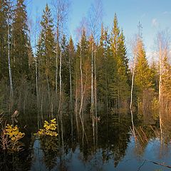 photo "Black april water. Ladoga"