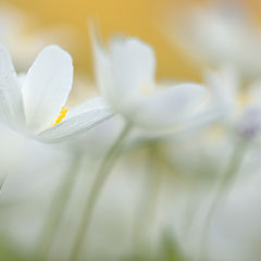 photo "Anemone nemurosa"