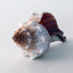 photo "Shell"