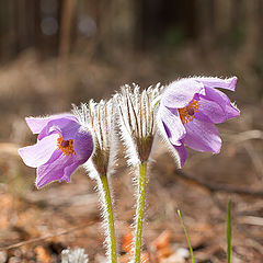 photo "Tender feelings"