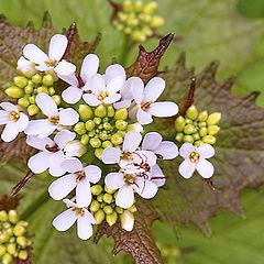 photo "white on green"