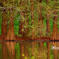 photo "The Magic Forest"