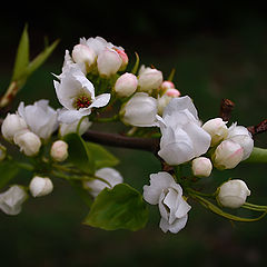 photo "Apple-trees almost in blossom"