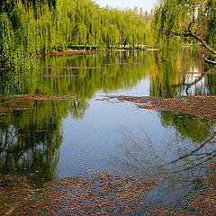 photo "The kingdom of weeping willow trees"