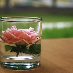 фото "Розовая вода"