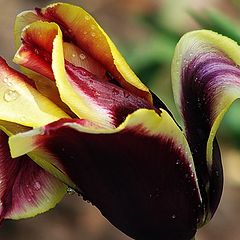 фото "Tulip 2"