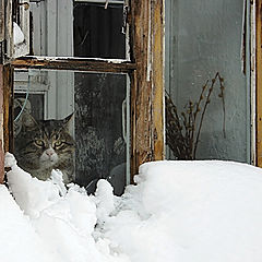 фото "Замело котейку или о самарском снегопаде 2008 г"