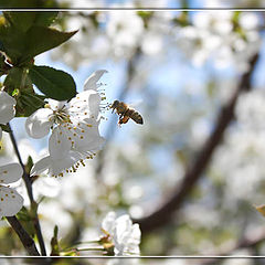 photo "Spring is here..."